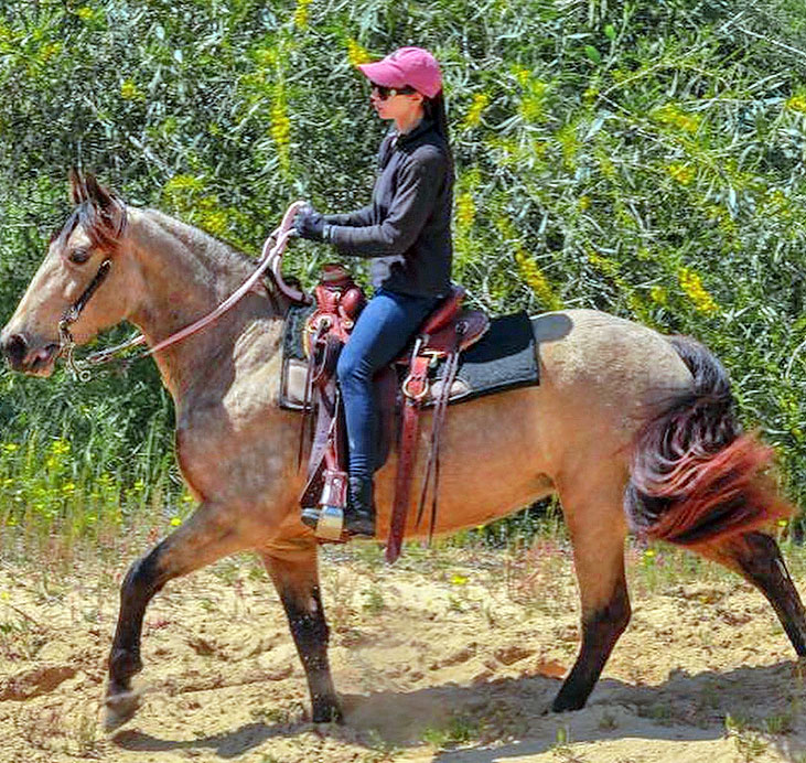סוס צעד טנסי רכיבה נוחה